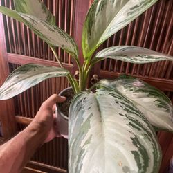 Aglaonema ‘Silver Bay’ | Grows Up To 3’Ft Tall & Wide  | Easy Care | Air Purify | Low Light Tolerant