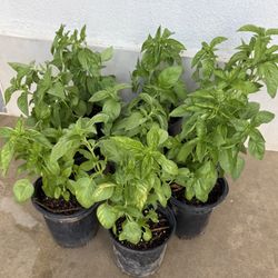 Basil 🌿 Plans $10 Each