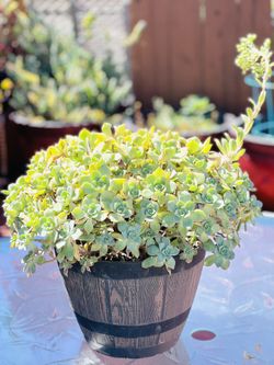 Succulent