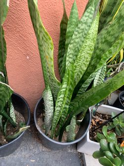 Snake Plants