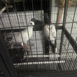 Large Bird Cage