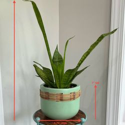 Large Snake Plant in Beautiful Large Sage Fire Glazed Terracotta & Rattan Planter w Matte Finish