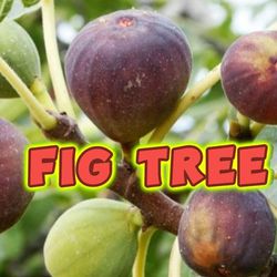 2ft Tall Celeste Fig Tree Plant 1 Gal 