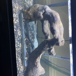 75gal Fish Tank 