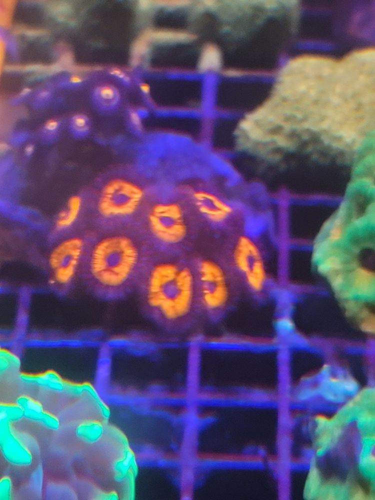 Zoanthid coral for sale