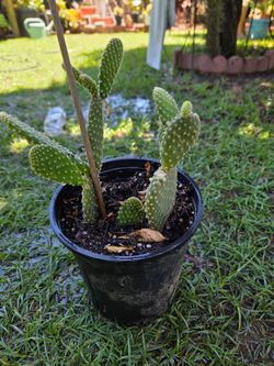 Bunny Ears Cactus