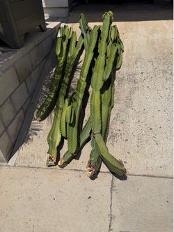 Free Cactus