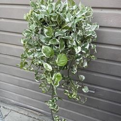 8” Enjoy Pothos