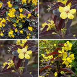 Lysimachia perennial plants$8 Each pot