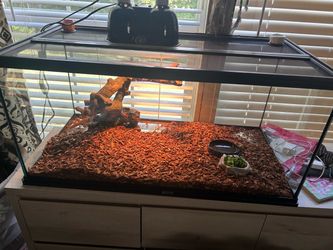 Reptile enclosure