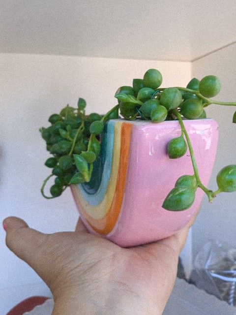Plants