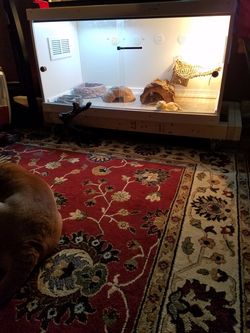 I built reptile cage