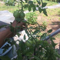 Tomato Plants