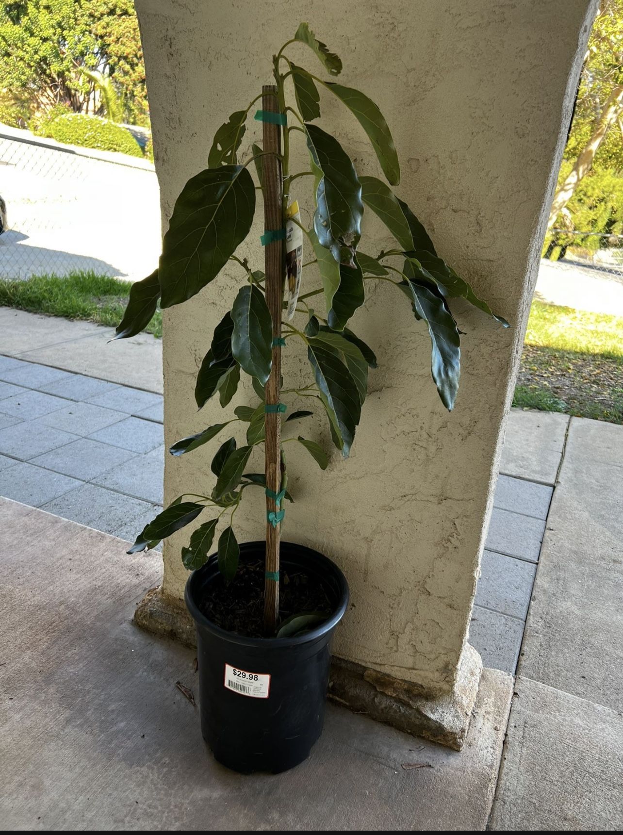 Avocado Tree