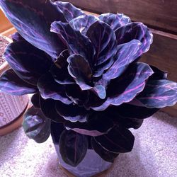 Potted Houseplant- Calathea black rose “dottie”