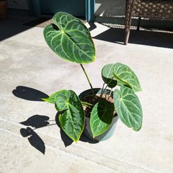 Rare Anthurium Clarinevium 