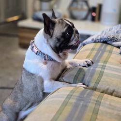Custom Collars
