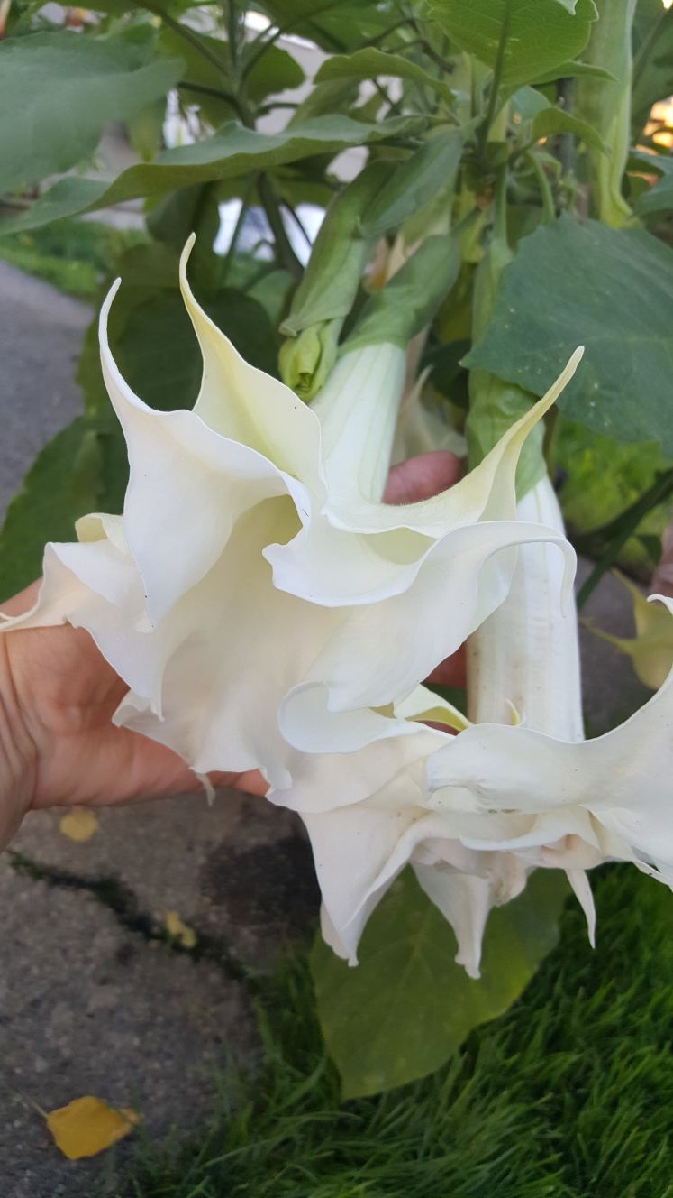 Angel horn "Cream Cycle " Beautiful plant!