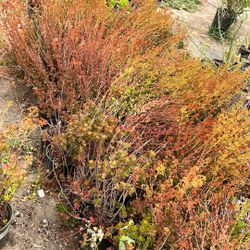 California Buckwheat
