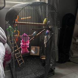 Birds For Sale 