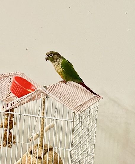 Bird Cage With Accessories
