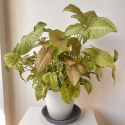 Large Pink Syngonium Plant (Arrowhead Plant)
