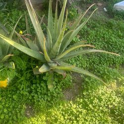 Dávila Aloe Vera Medecinal Soap 