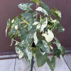 Xl Syngonium Albo In 6” Pot 