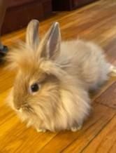 Lionhead Rabbits