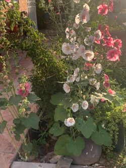 “Flowers & Floral” Special Edition Plants