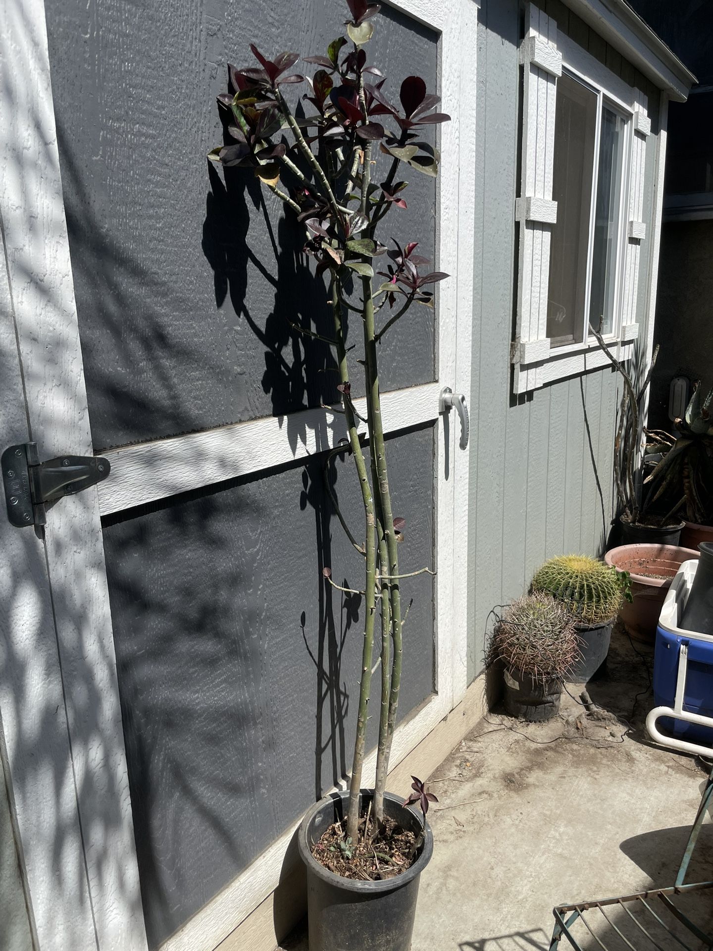 African Milk Tree 7 F Tall