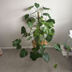 Monstera Plant With Pot. Very Healthy 