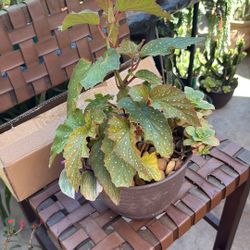 Begonia Lercerna Plant With Pot