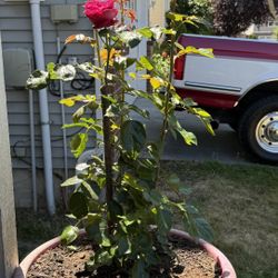 Large blooming Red Eden Climber Rose