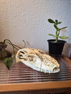 Plastic Reproduction Kamodo Dragon Skull **Some Broken Teeth**