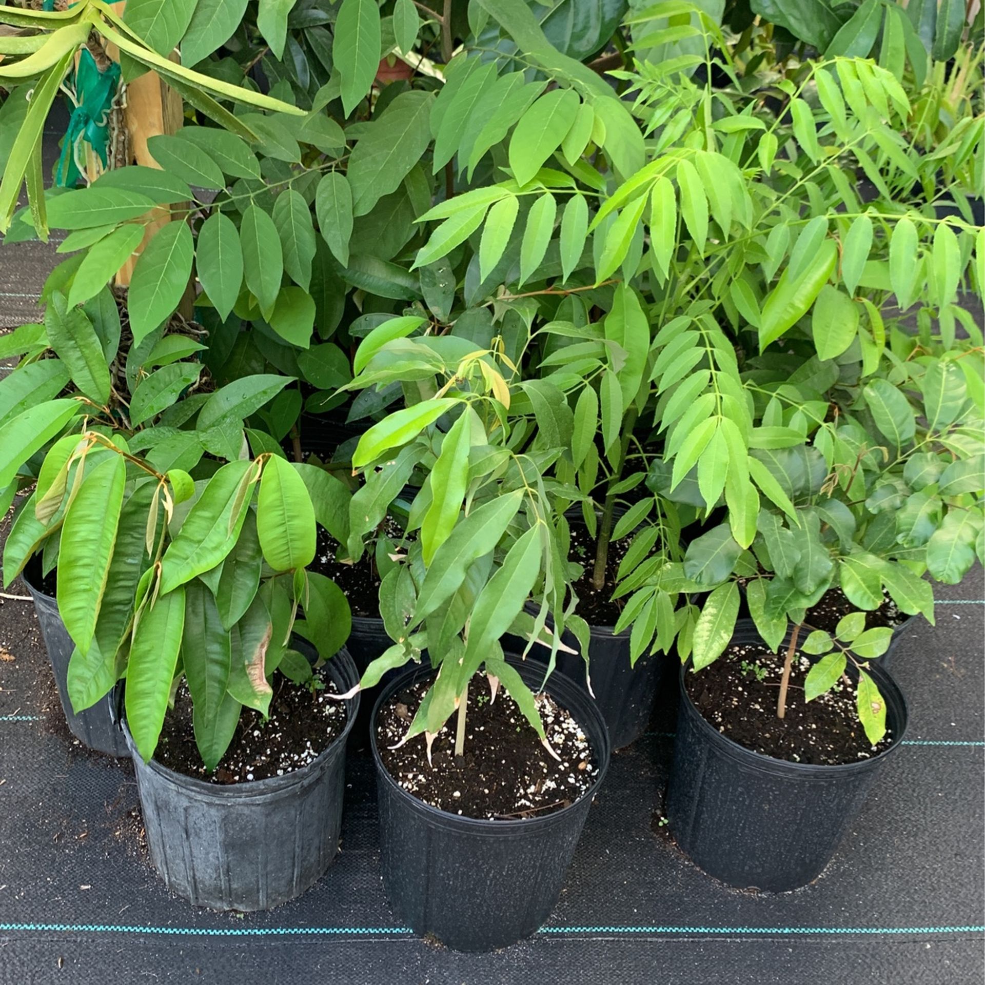 Exotic Fruit Trees For Sale In Homestead $10-$100 Depending On Size And Variety