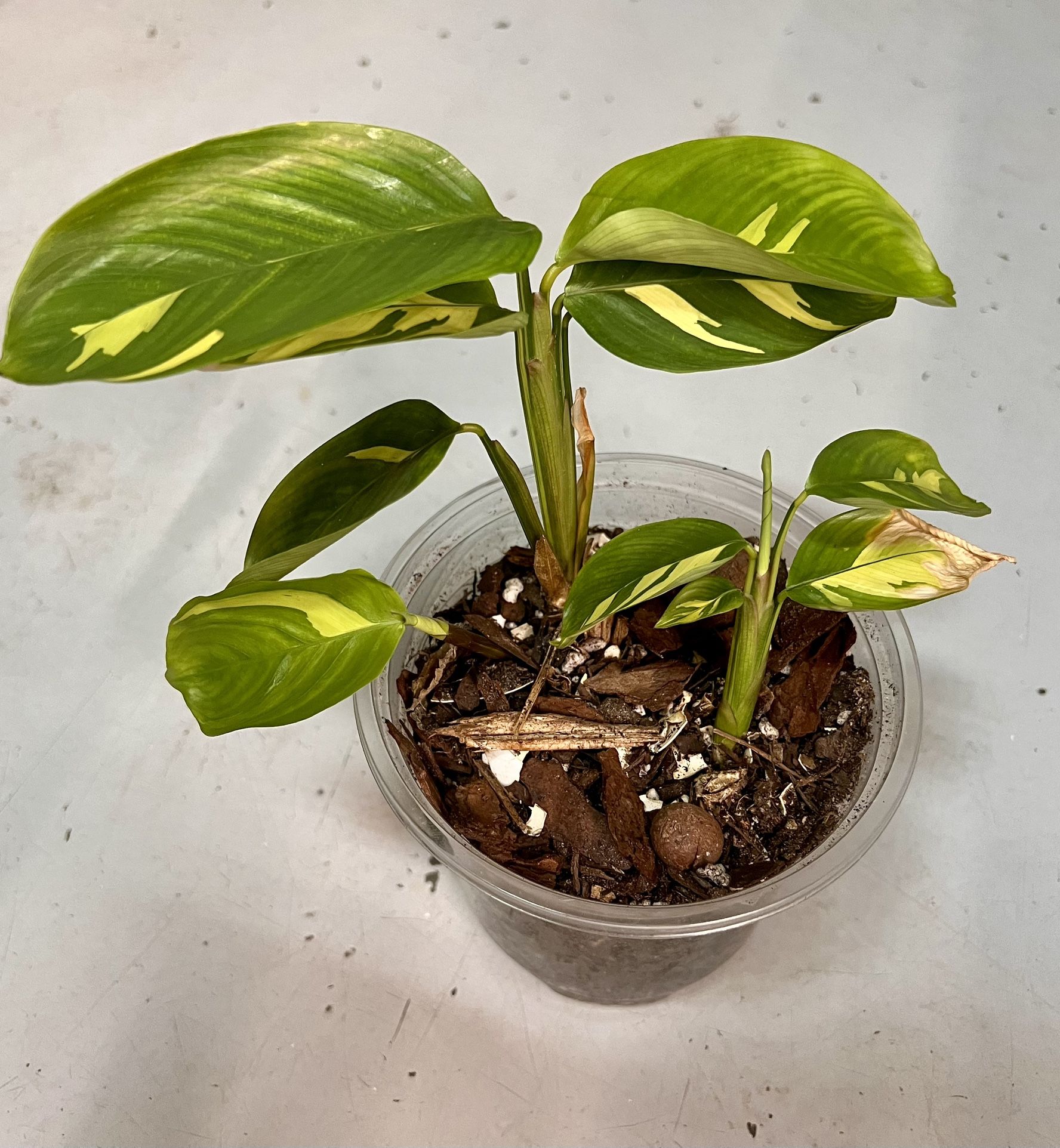 Golden Mosaic Maranta