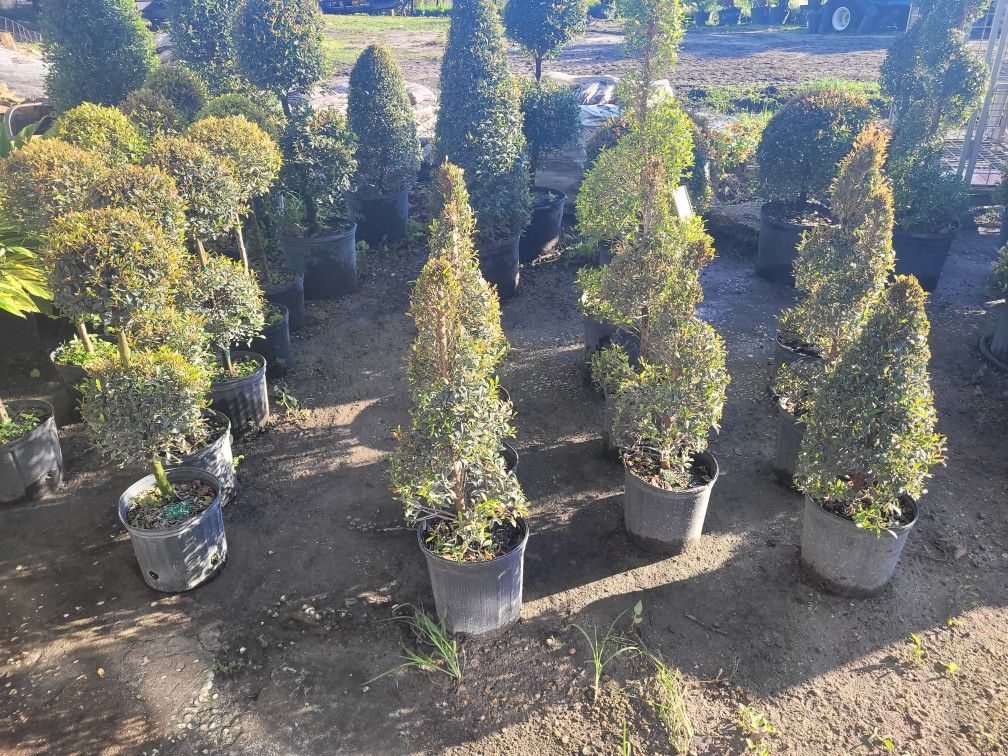 TOPIARIES SMALL 3GALLONS