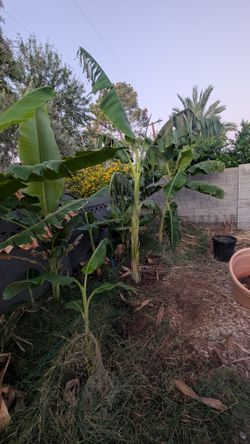 Large Fruting Banana Plant Banana Trees
