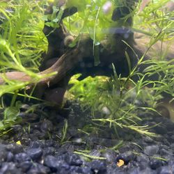 Aquarium Plants