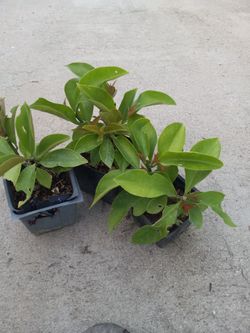 Planta medicinal pal cancer  5.00 dlls