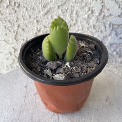 4 Inch Pot Succulent Plant - Bear Paw - Cotyledon Tomentosa - Rooted & Established - 🪴- Drought Resistant 