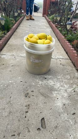El bote de limones por $20