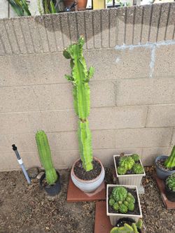 Beautiful long cactus, Euphoria Ingers