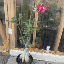 Desert Rose 🥀 Big 