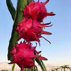 Red Dragon Fruit Plantsvin 3 Gal 