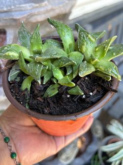 Small succulent plant