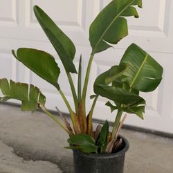 Bird of Paradise Plants Multi Color Flower Tree Plant 5 Gallon Pot  Cash only  Pick up in North San Jose, By appointment only  Location: located close