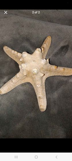 Starfish Beach Decor 