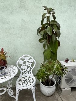 Rubber Fig tall Plant In big White Ceramic Pot Organic 